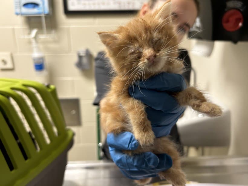 Sweet Tater - Domestic Short Hair