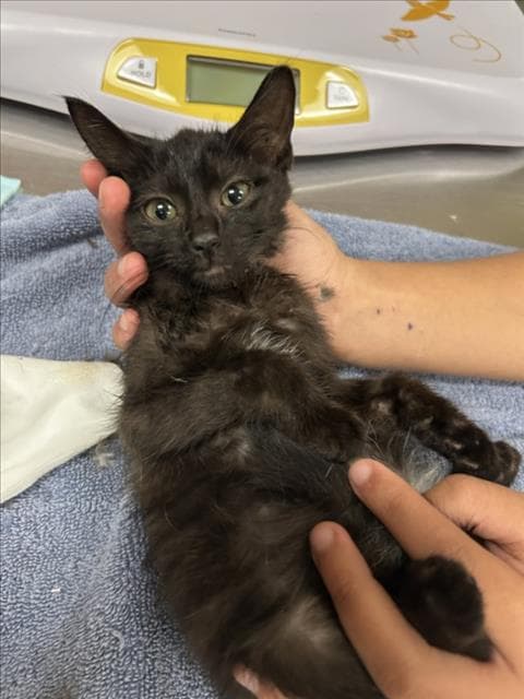 Zuul - Domestic Short Hair