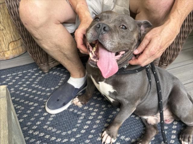 Flounder - Pit Bull Terrier