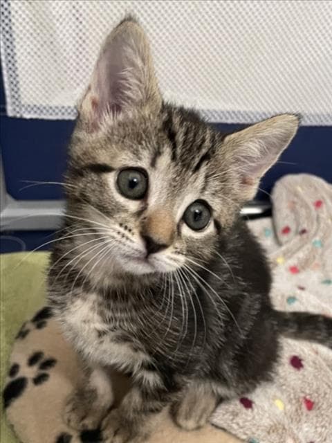 Duck - Domestic Short Hair