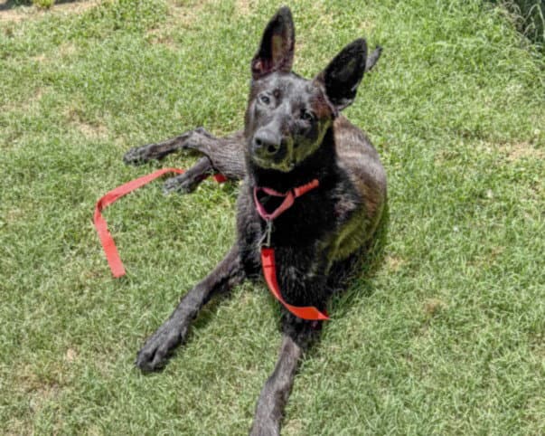 Shirley - German Shepherd Dog