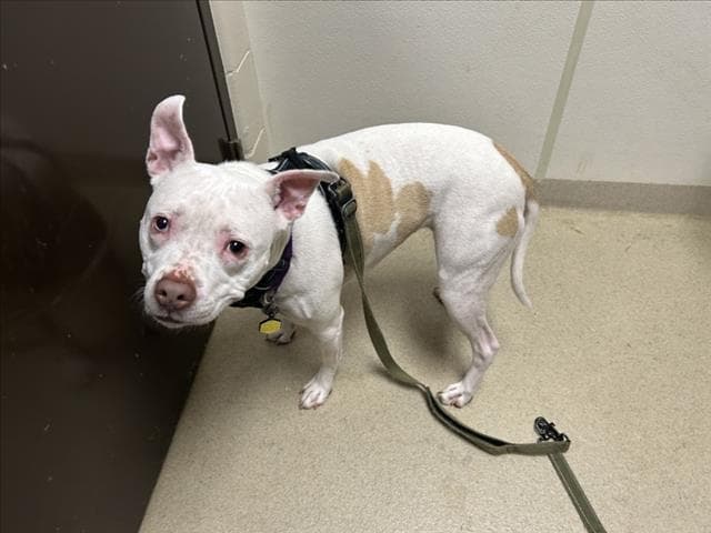 Bee - Pit Bull Terrier