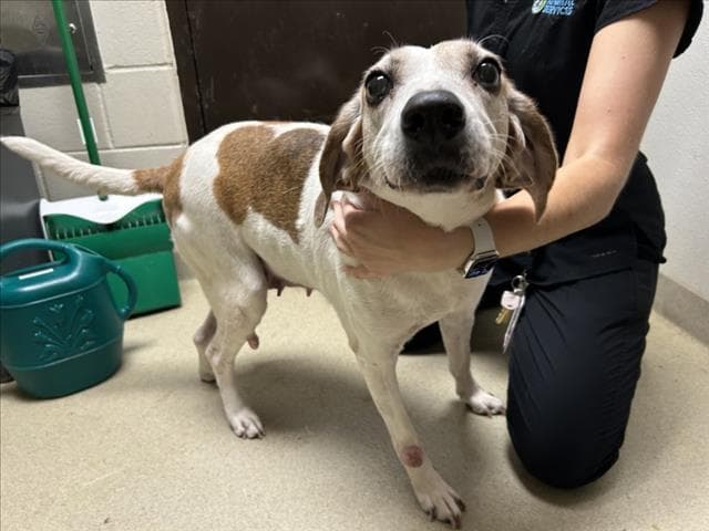 Patricia - Hound