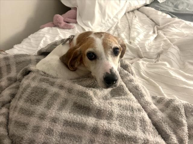 Patricia - Hound