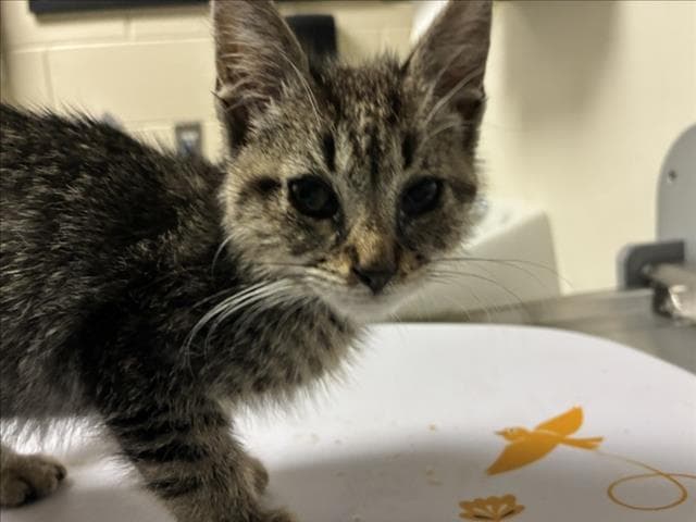 Dave - Domestic Short Hair