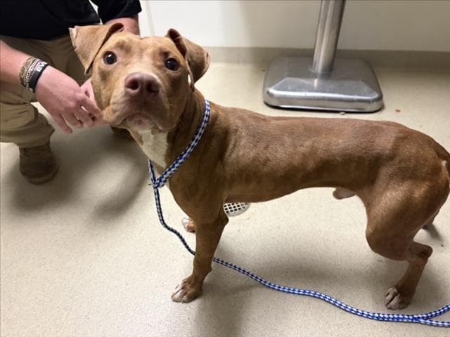 Landon - Pit Bull Terrier