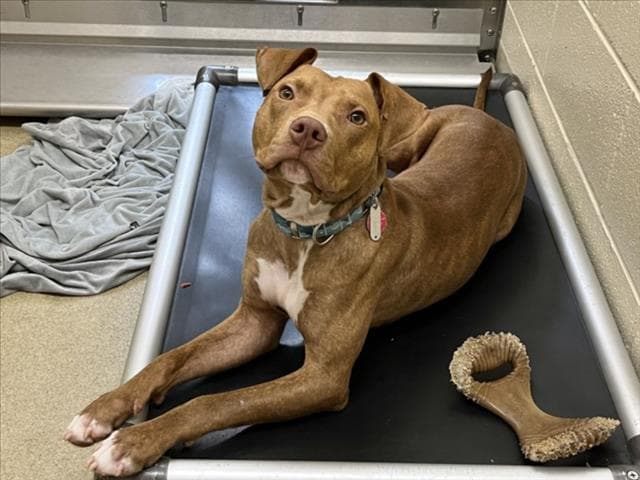 Landon - Pit Bull Terrier