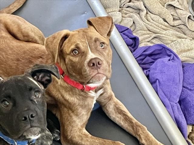 Captain - Pit Bull Terrier