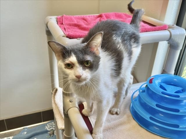 Lizzie - Domestic Short Hair