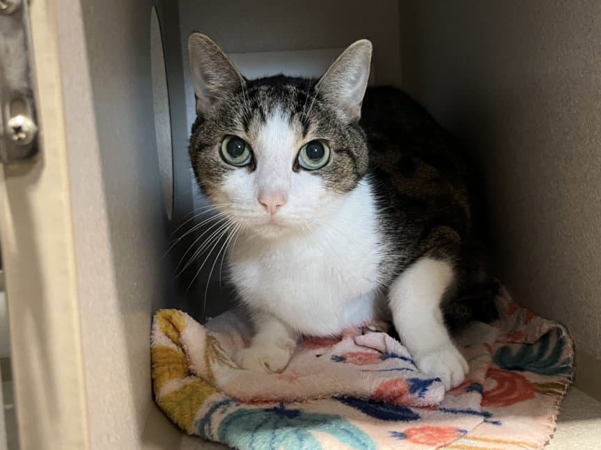 Gunner - Domestic Short Hair
