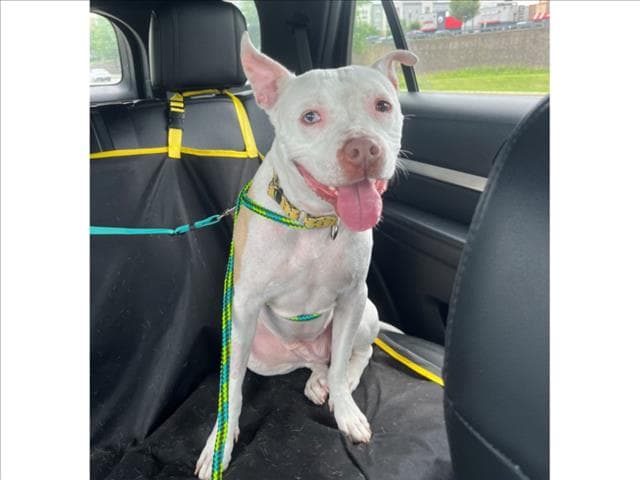 Bee - Pit Bull Terrier