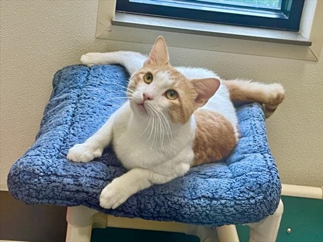 Chip - Domestic Short Hair