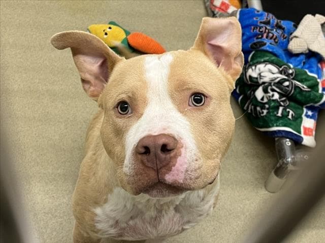 Jaye - Pit Bull Terrier