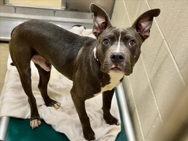 Kyrie - Pit Bull Terrier