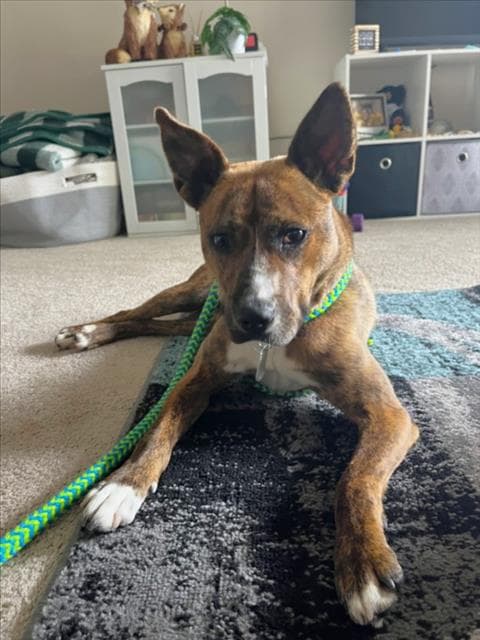 Maeve - Australian Cattle Dog/Blue Heeler