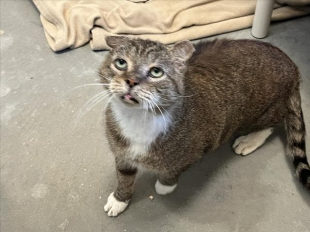 Sea Lion - Domestic Short Hair