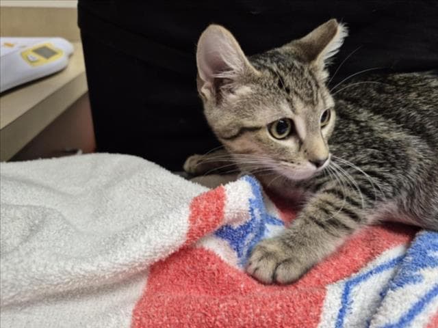Goose - Domestic Short Hair