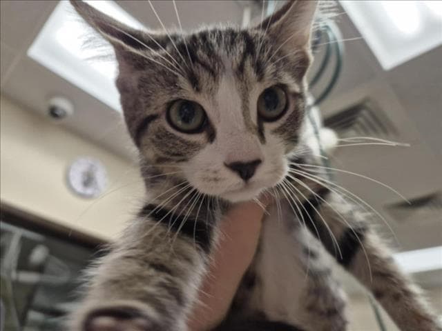 Maverick - Domestic Short Hair