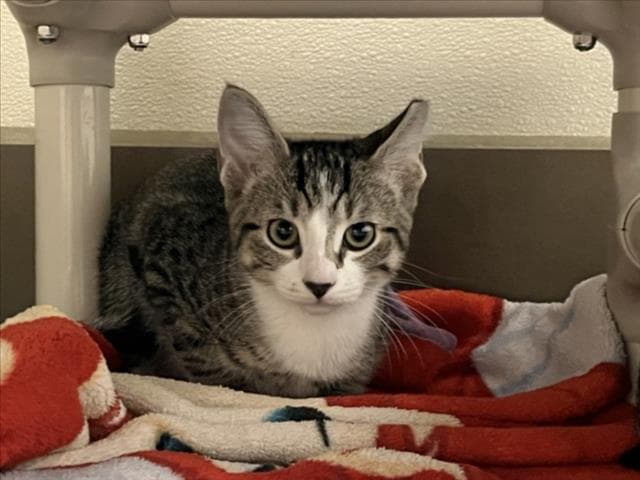 Maverick - Domestic Short Hair