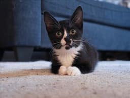 Domino image 1