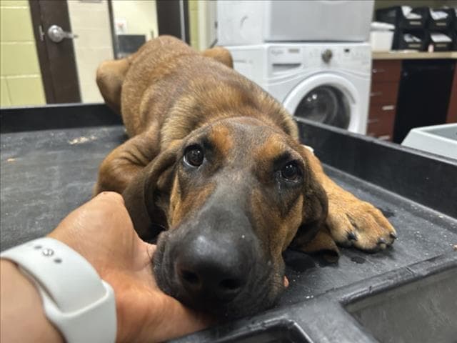 Alegra - Hound