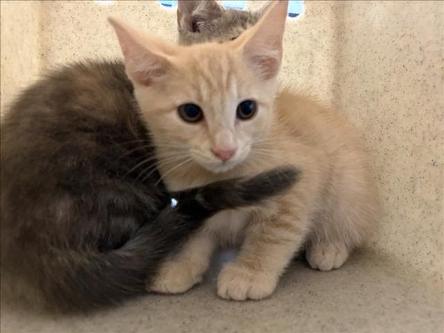Spaghetti - Domestic Short Hair