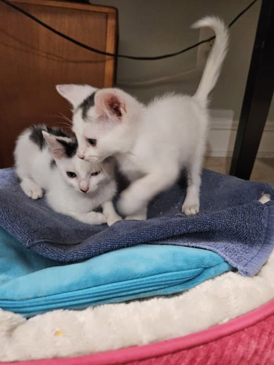 Fruit Loops - Domestic Short Hair