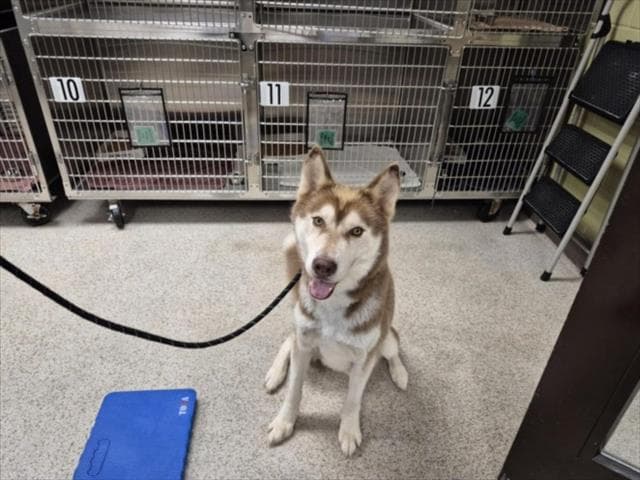 Romeo - Husky