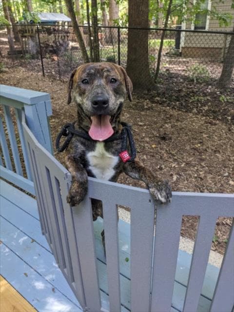 Rico - Pit Bull Terrier
