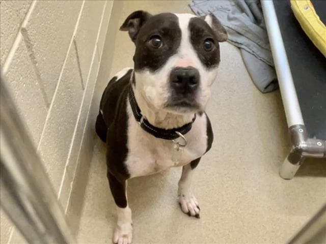 Harley - Pit Bull Terrier