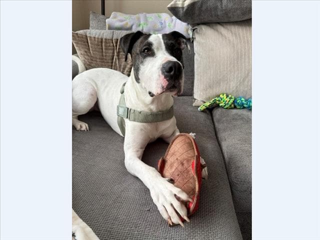 Benny Boy - Pit Bull Terrier