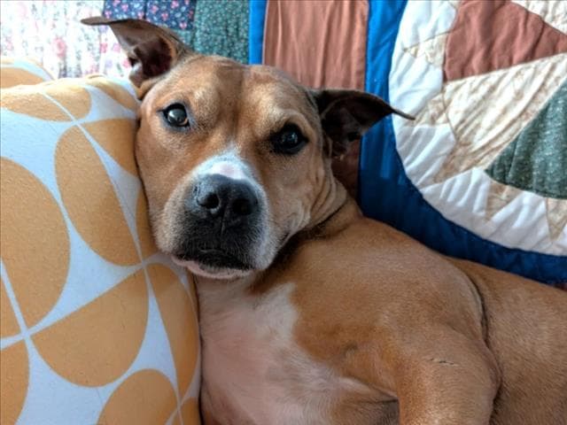 Gladys - Boxer