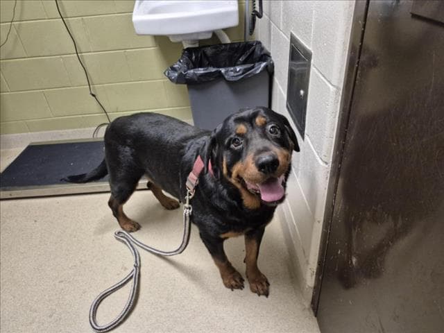 Georgia - Rottweiler