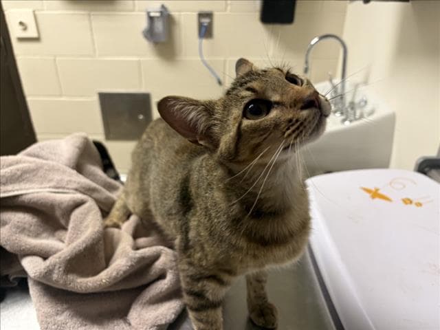 Trissy - Domestic Short Hair