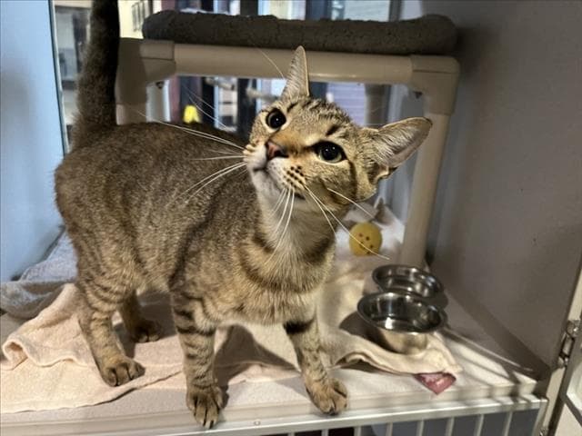 Trissy - Domestic Short Hair