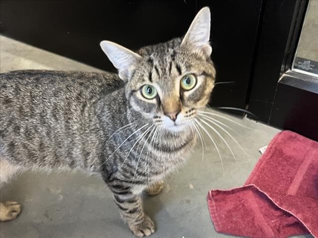 Gordon - Domestic Short Hair