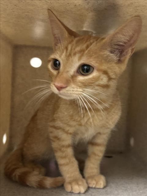 Lil Bitty - Domestic Short Hair