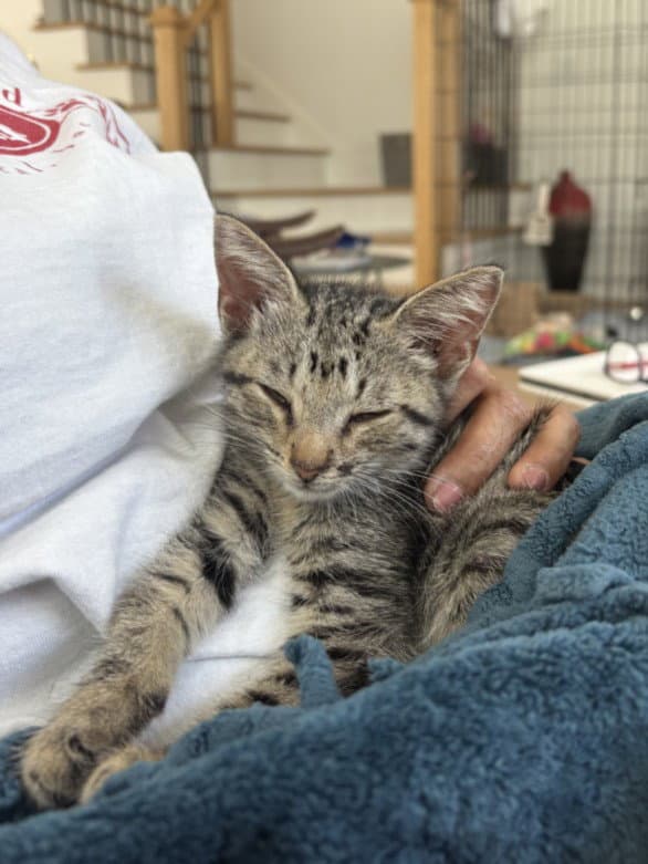 Spunky - Domestic Short Hair
