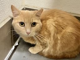 Garfield image 1