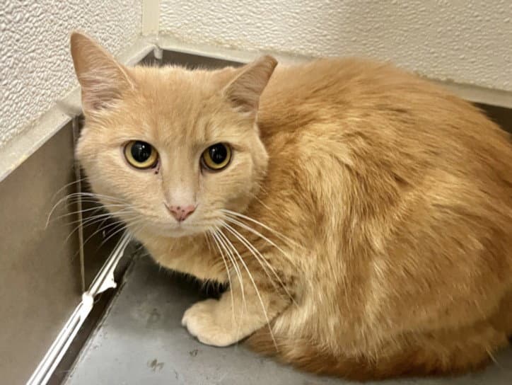 Garfield - Domestic Medium Hair