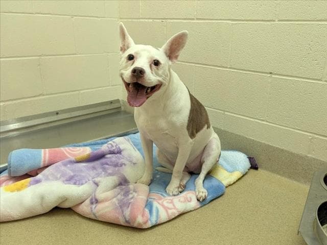 Daisy - Pit Bull Terrier