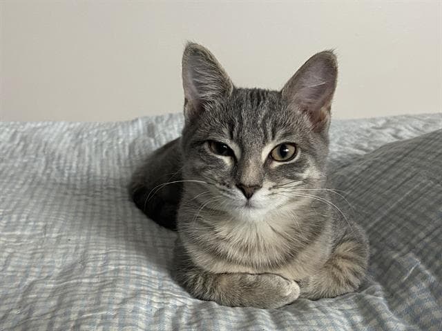 Minnie - Domestic Short Hair