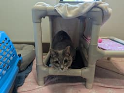 Minnie image 1