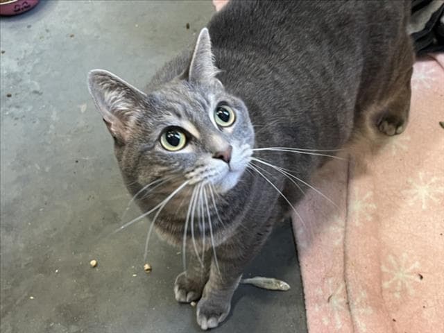 Minnie - Domestic Short Hair