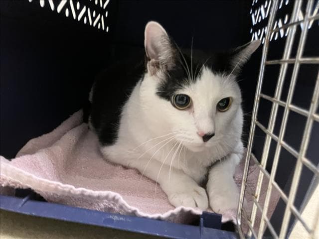 Mickey - Domestic Short Hair