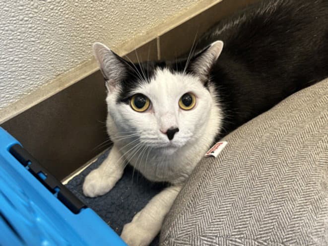 Mickey - Domestic Short Hair