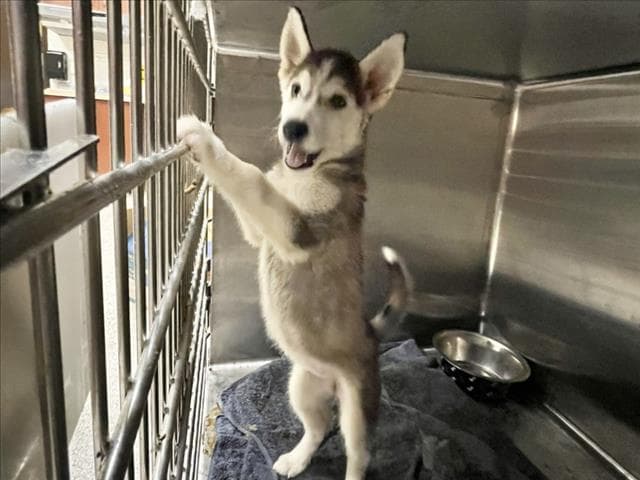Snow Queen - Husky