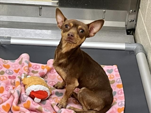Bender - Chihuahua