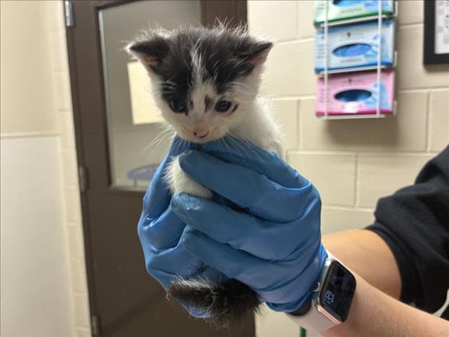 Silk - Domestic Short Hair