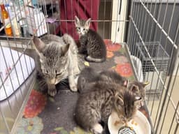 Miss Kitty image 1